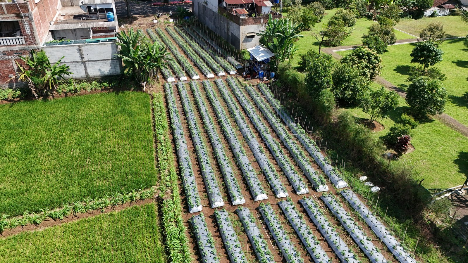 Pemindaian Udara Drone DJI untuk Lahan Hortikultura